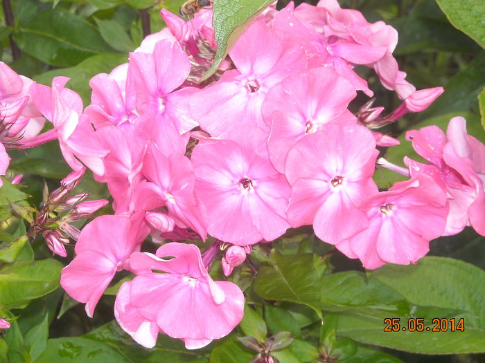 PHLOX