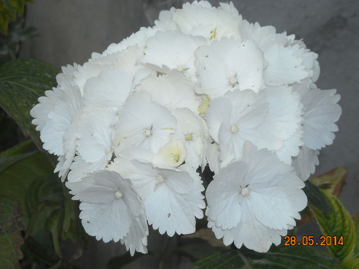 HORTENSIA