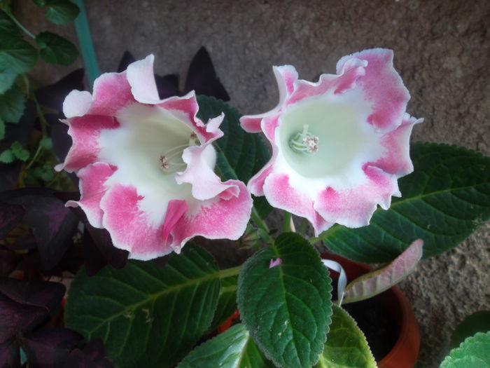  - Gloxinia 2014