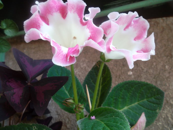  - Gloxinia 2014