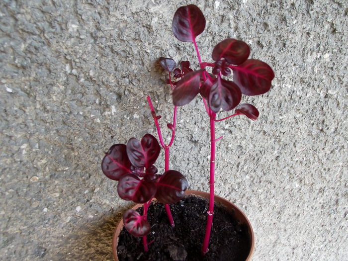 iresine - Diverse flori