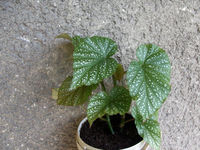 Begonia lucernae