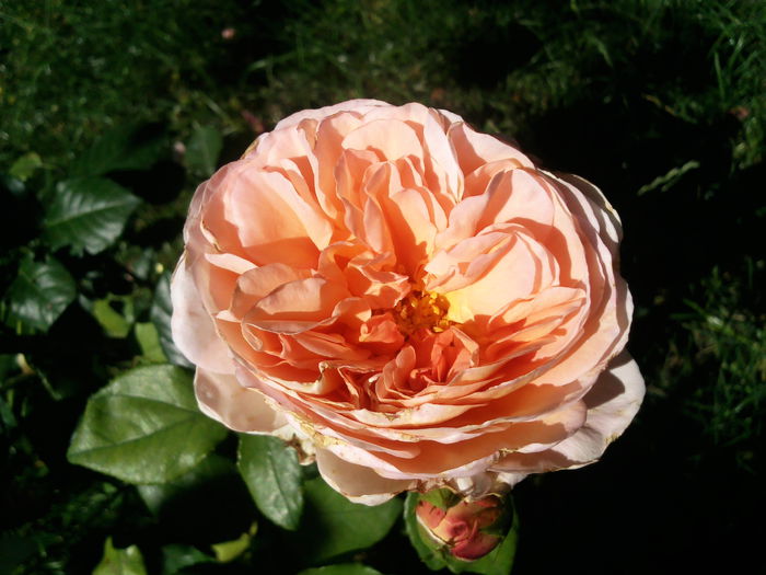 Photo3196 - Abraham Darby