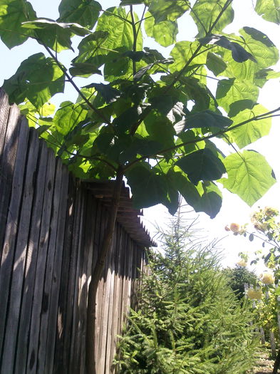 iunie 2014 - 2013 Paulownia