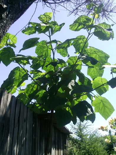 iunie 2014 - 2013 Paulownia