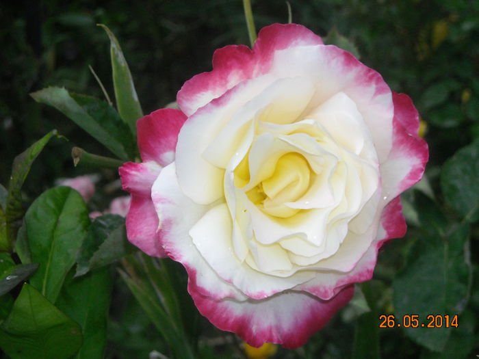 DOUBLE PARFUME - Trandafiri 2014