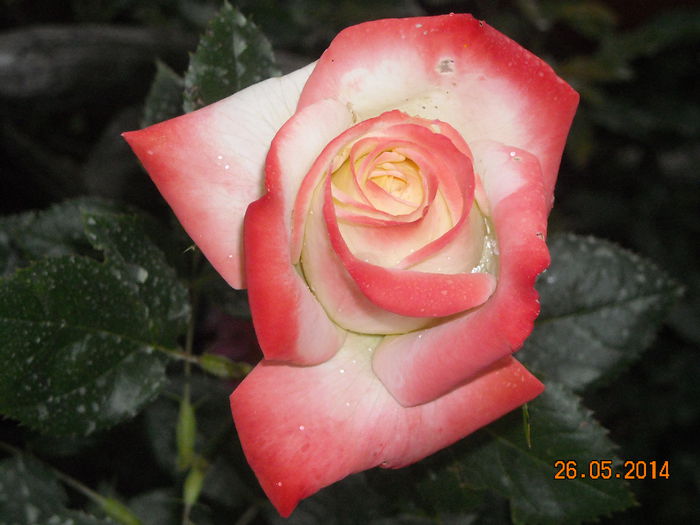 IMPERATRICE FARAH - Trandafiri 2014