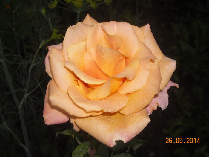 088 - Trandafiri 2014