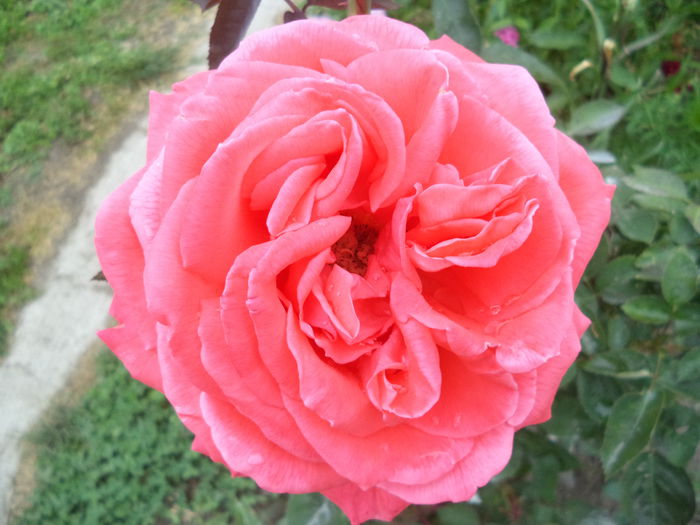 153 - Trandafiri 2014