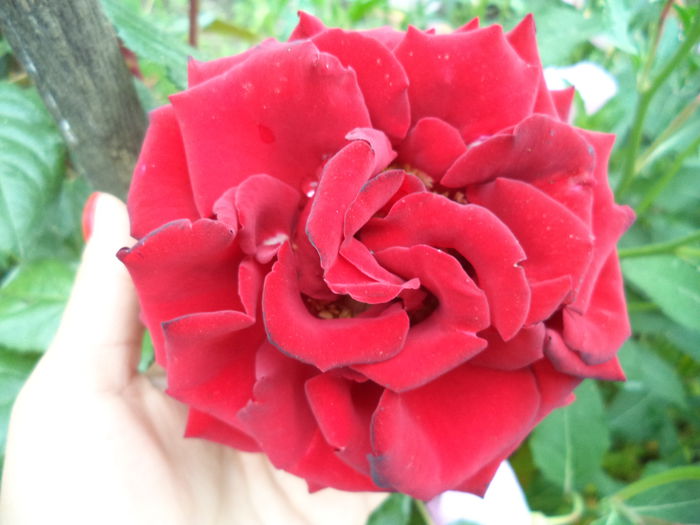 161 - Trandafiri 2014