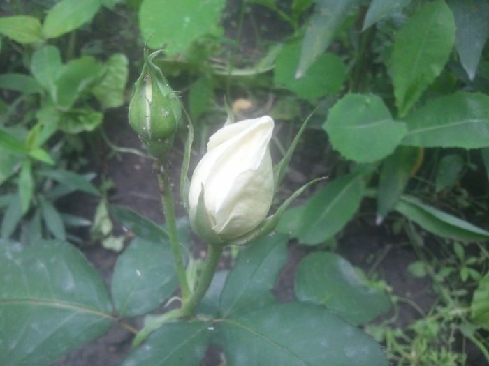 2014-06-26 14.09.48 - trandafiri