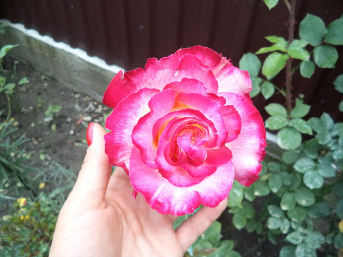 DOUBLE PARFUME - Trandafiri 2014