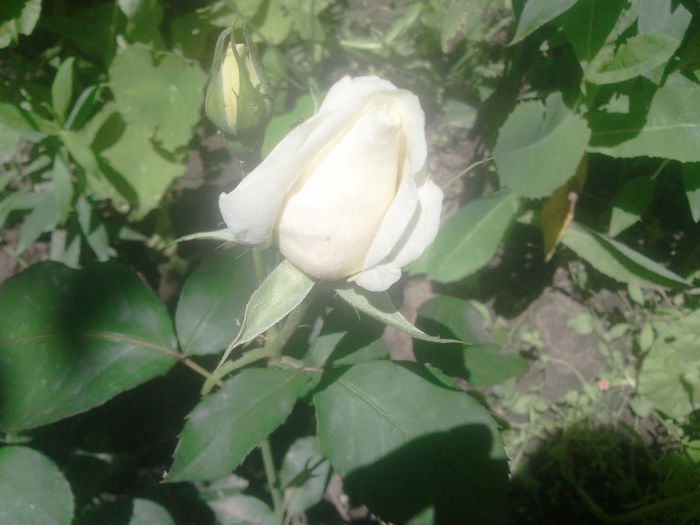 2014-06-29 13.01.21 - trandafiri
