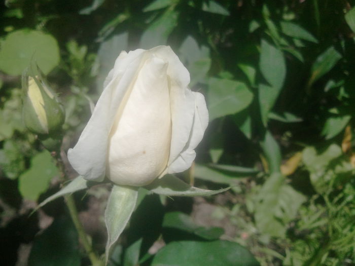 2014-06-29 13.01.30 - trandafiri