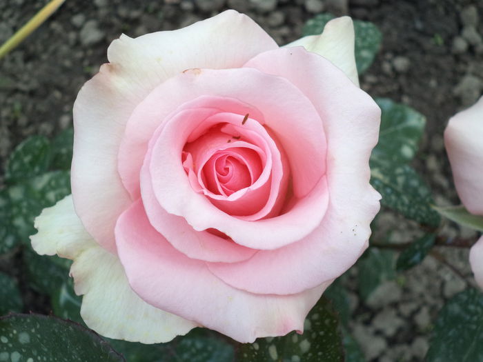 191 - Trandafiri 2014