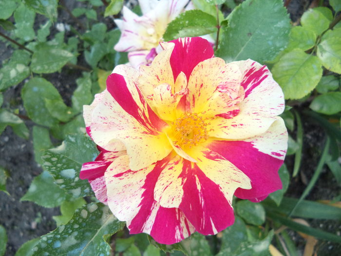 EDGAR DEGAS - Trandafiri 2014