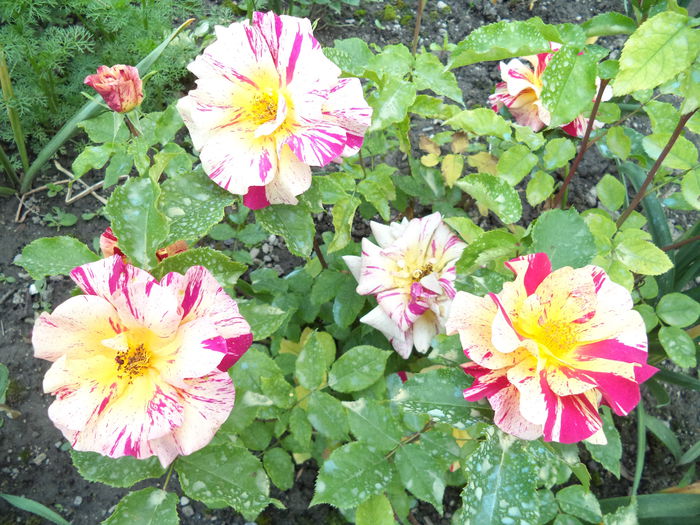 EDGAR DEGAS - Trandafiri 2014