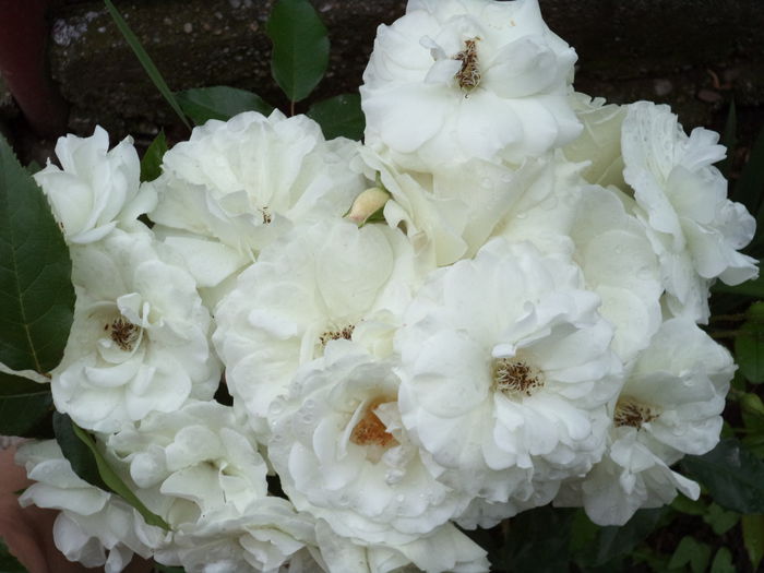 202 - Trandafiri 2014