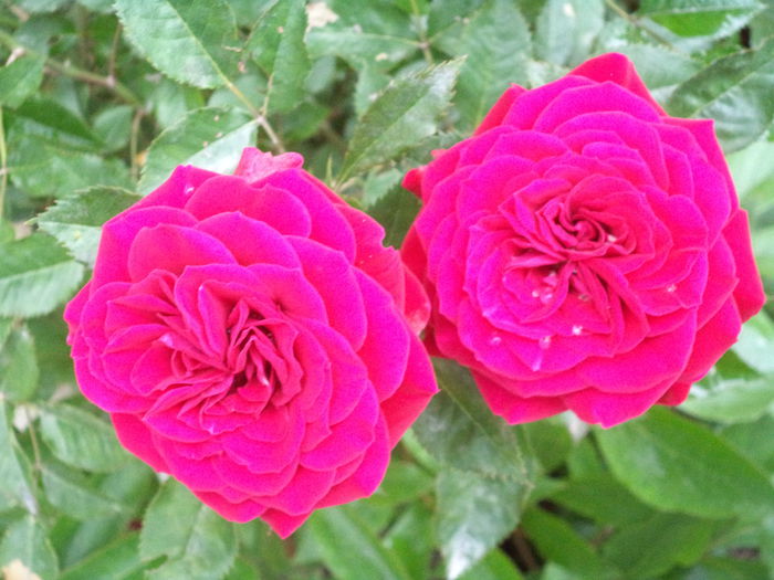 mini - Trandafiri 2014