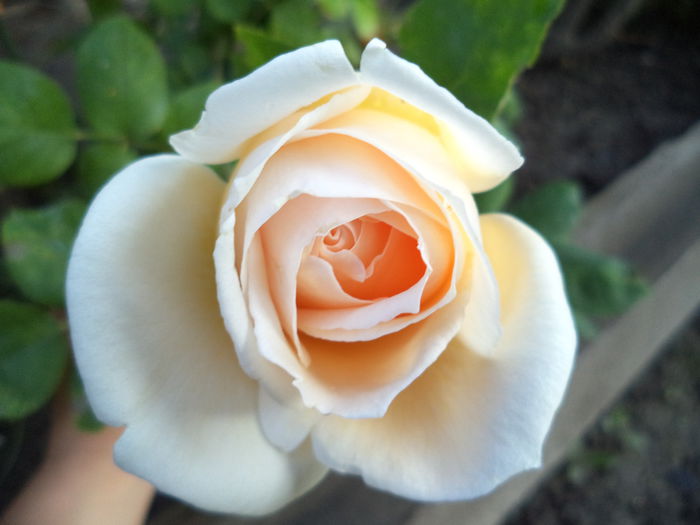 267 - Trandafiri 2014