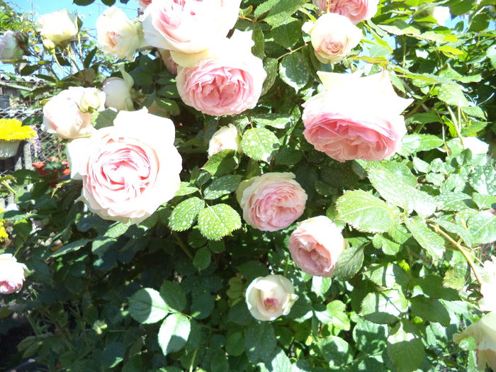 EDEN ROSE - Trandafiri 2014