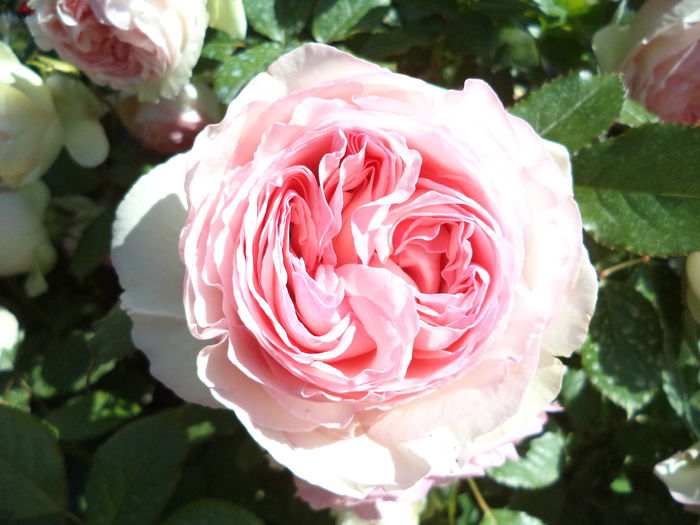 EDEN ROSE - Trandafiri 2014