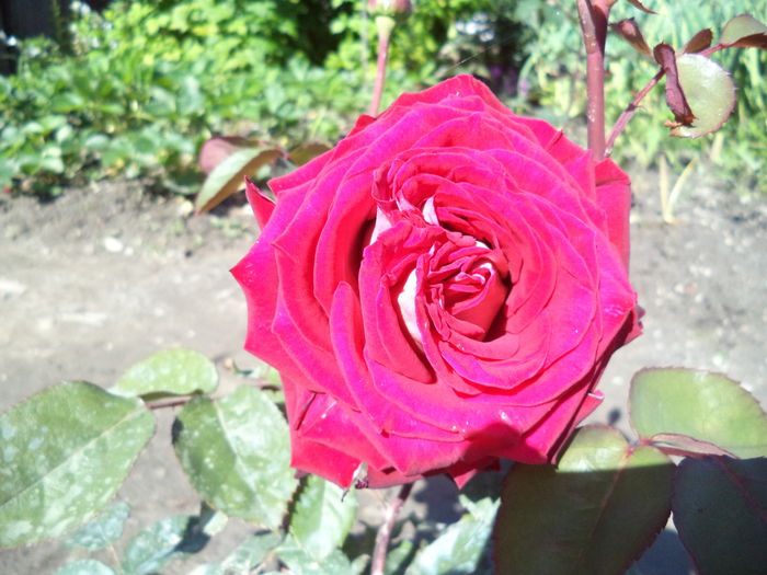 OSSIRIA - Trandafiri 2014