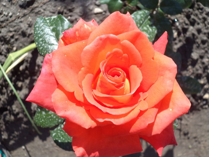 MONIKA - Trandafiri 2014