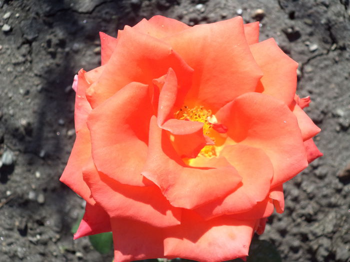 MONIKA - Trandafiri 2014