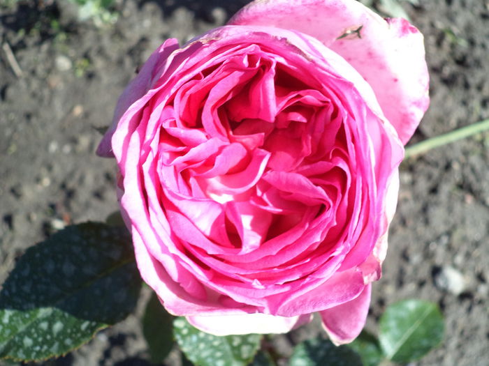 222 - Trandafiri 2014