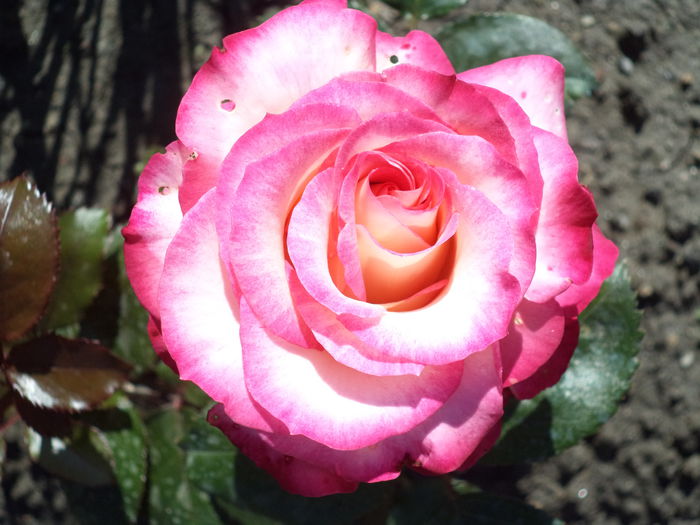 223 - Trandafiri 2014