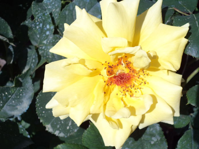 i 224 - Trandafiri 2014