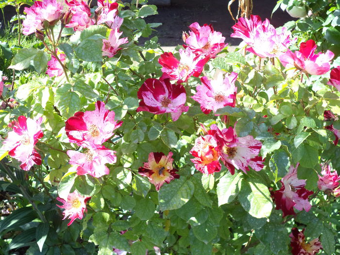 FOURTH OF JULY - Trandafiri 2014