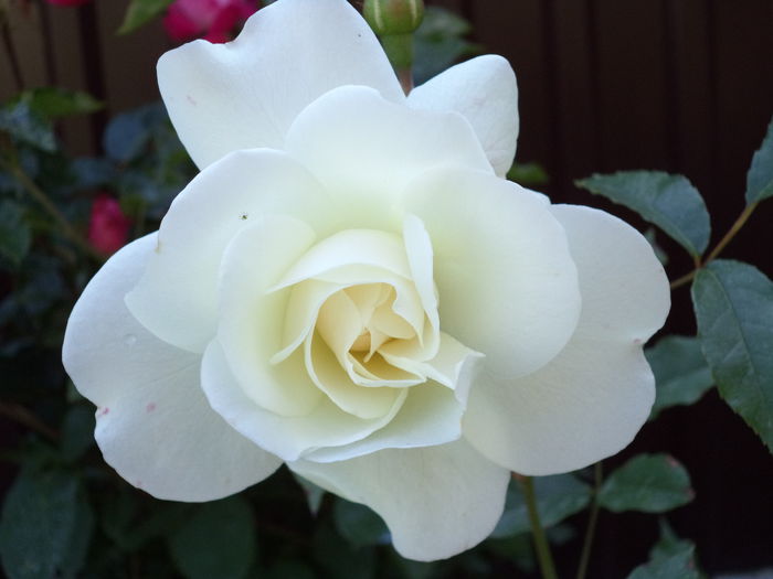 227 - Trandafiri 2014