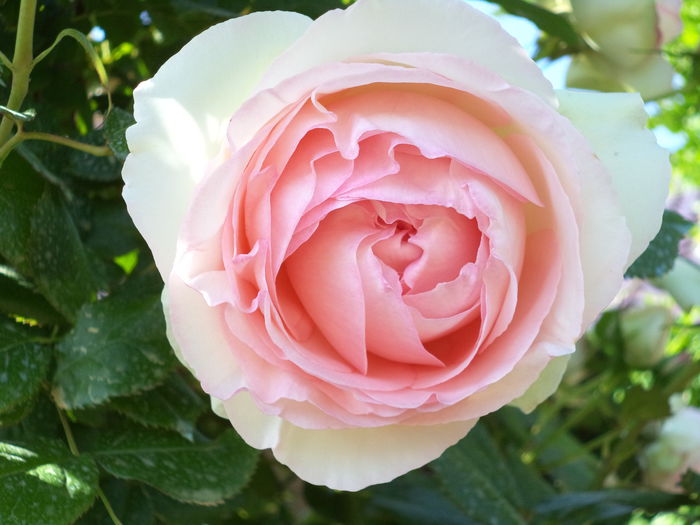 EDEN ROSE - Trandafiri 2014