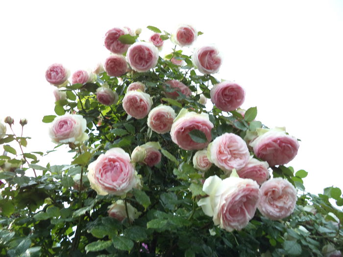 EDEN ROSE - Trandafiri 2014