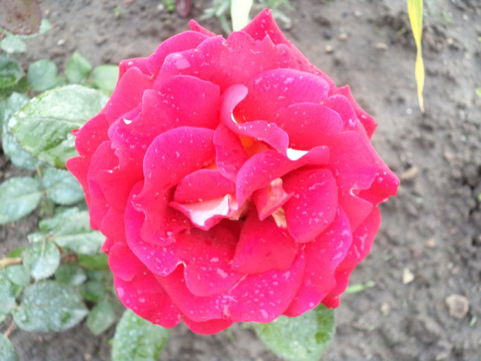 236 - Trandafiri 2014