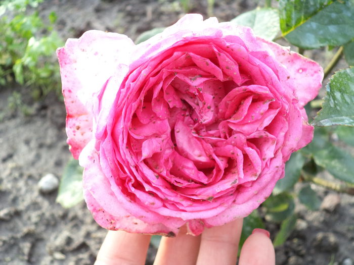 239 - Trandafiri 2014