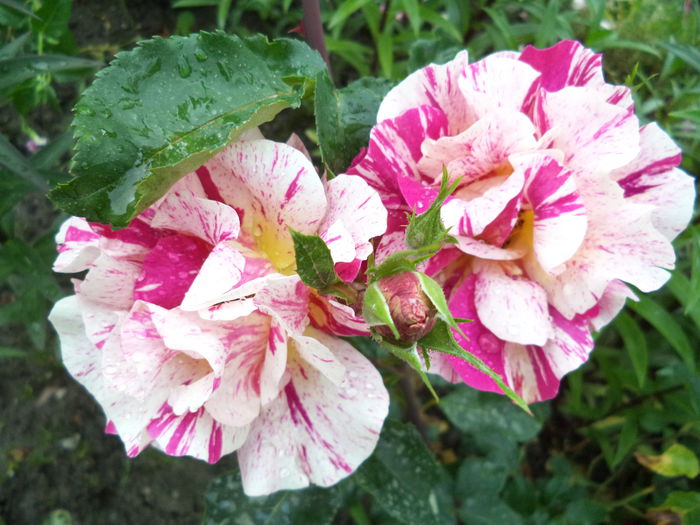 EDGAR DEGAS - Trandafiri 2014