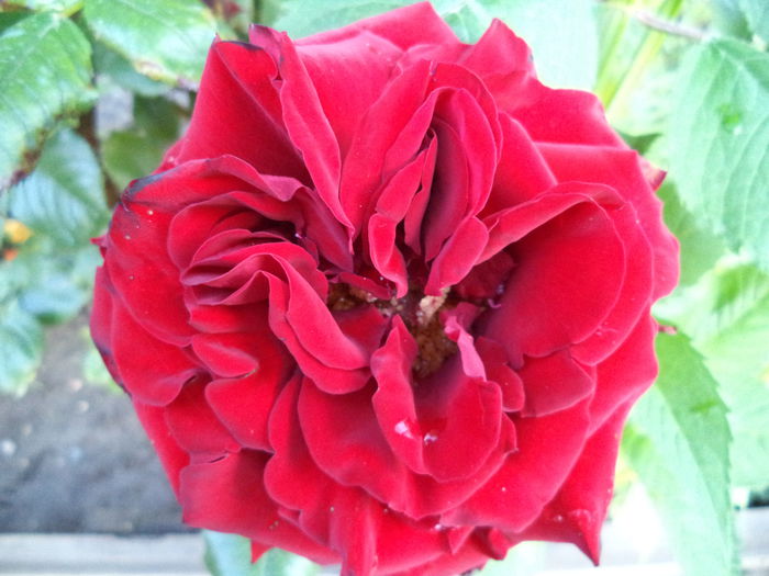 254 - Trandafiri 2014