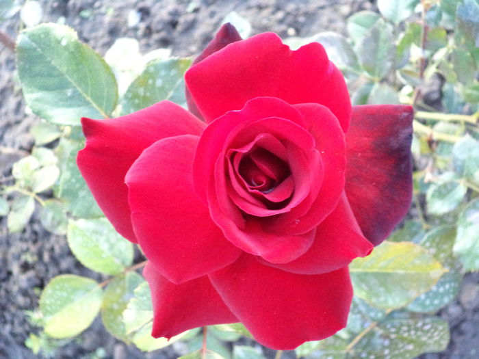 258 - Trandafiri 2014