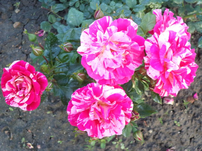 TWIST - Trandafiri 2014