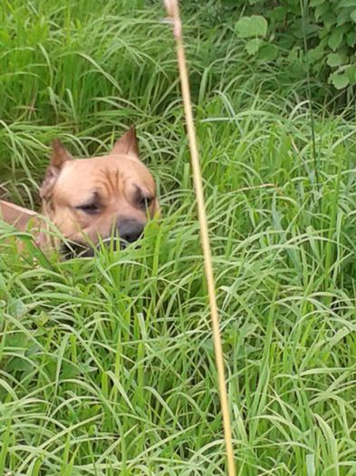 Atilla 2014; Atilla 2014
