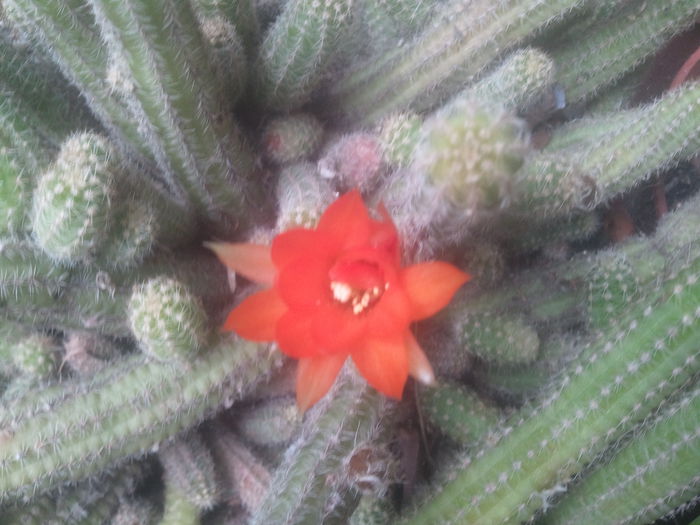 2014-06-26 12.20.46 - cactusi