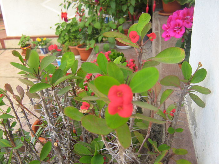 euphorbia milli