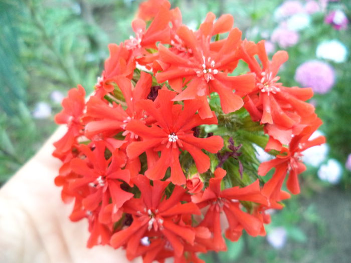 LYCHNIS CHALCEDONICA
