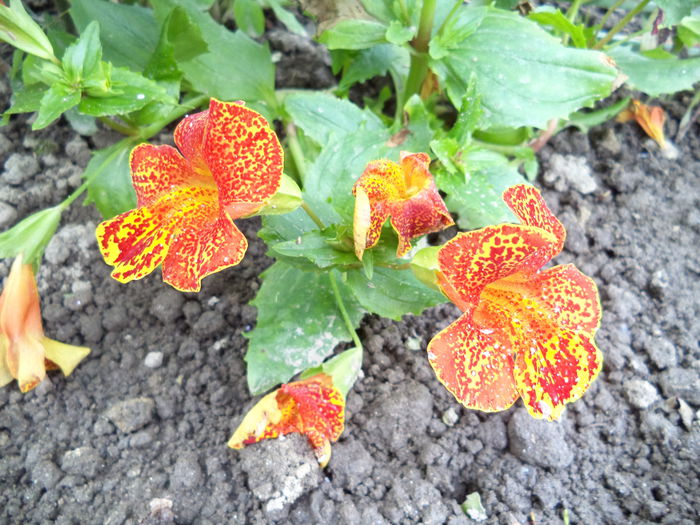 MIMULUS