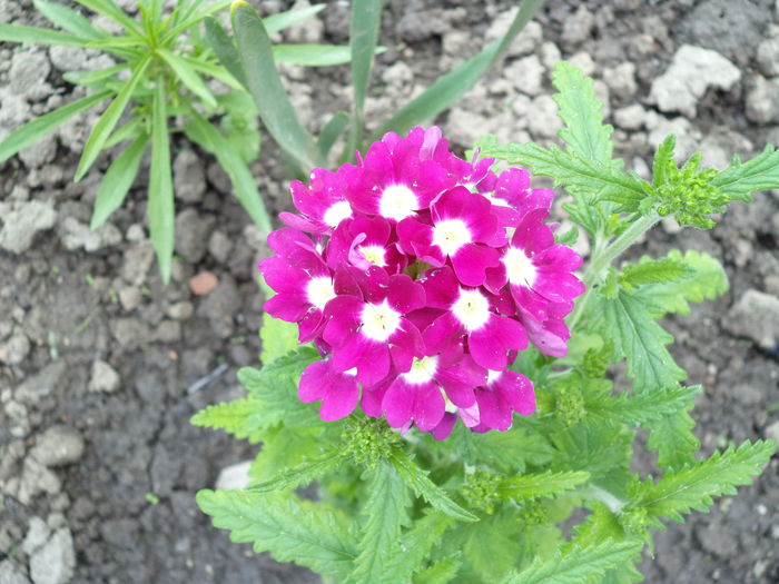 VERBINA
