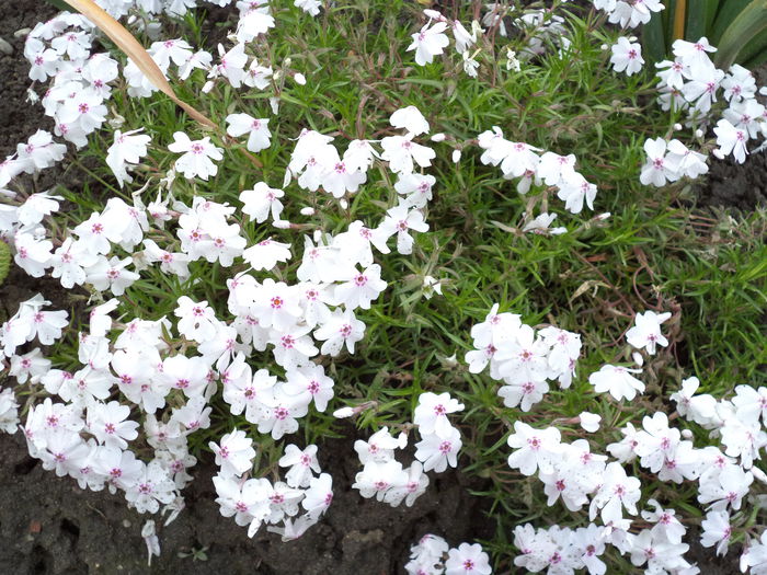 PHLOX