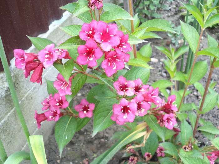 WEIGELA